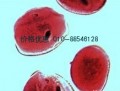 生物显微镜LW300-48CB
