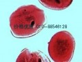 生物显微镜LW300-48CB